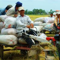 "Lái máy cày cũng phải có bằng"